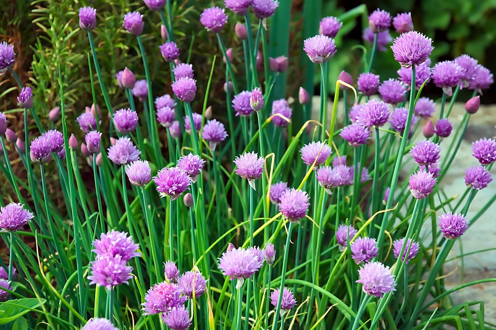 10 Simple Herbal Remedies From Your Garden - Chives
