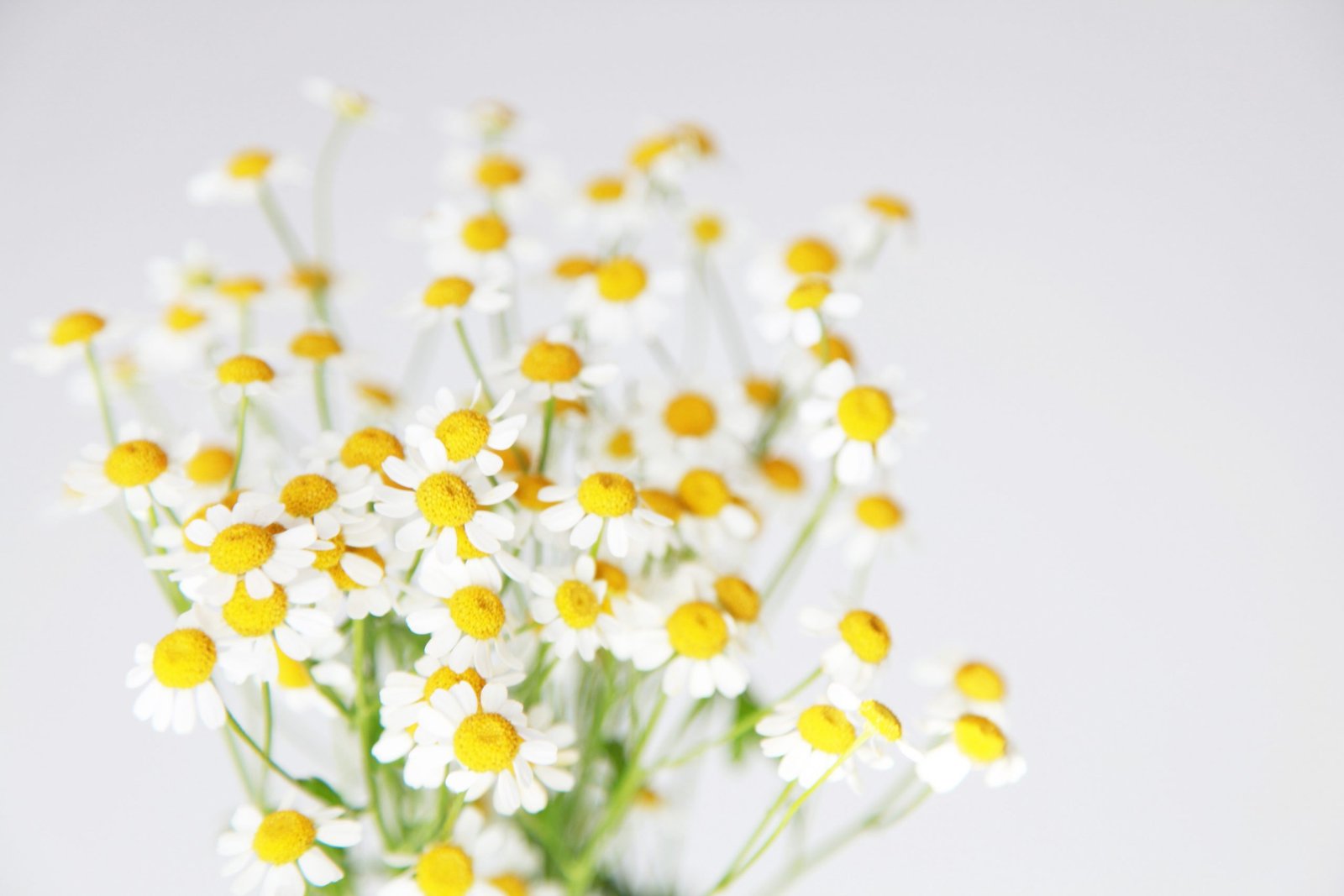 10 Simple Herbal Remedies From Your Garden - German Chamomile