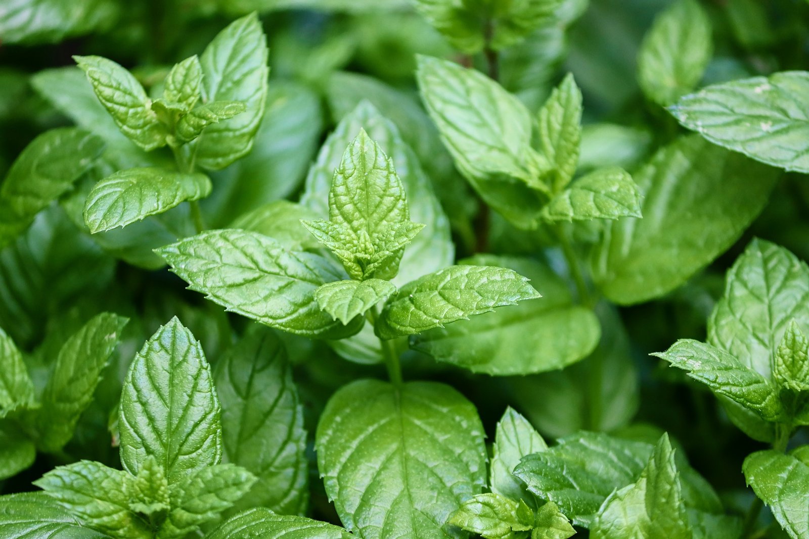 10 Simple Herbal Remedies From Your Garden - Peppermint