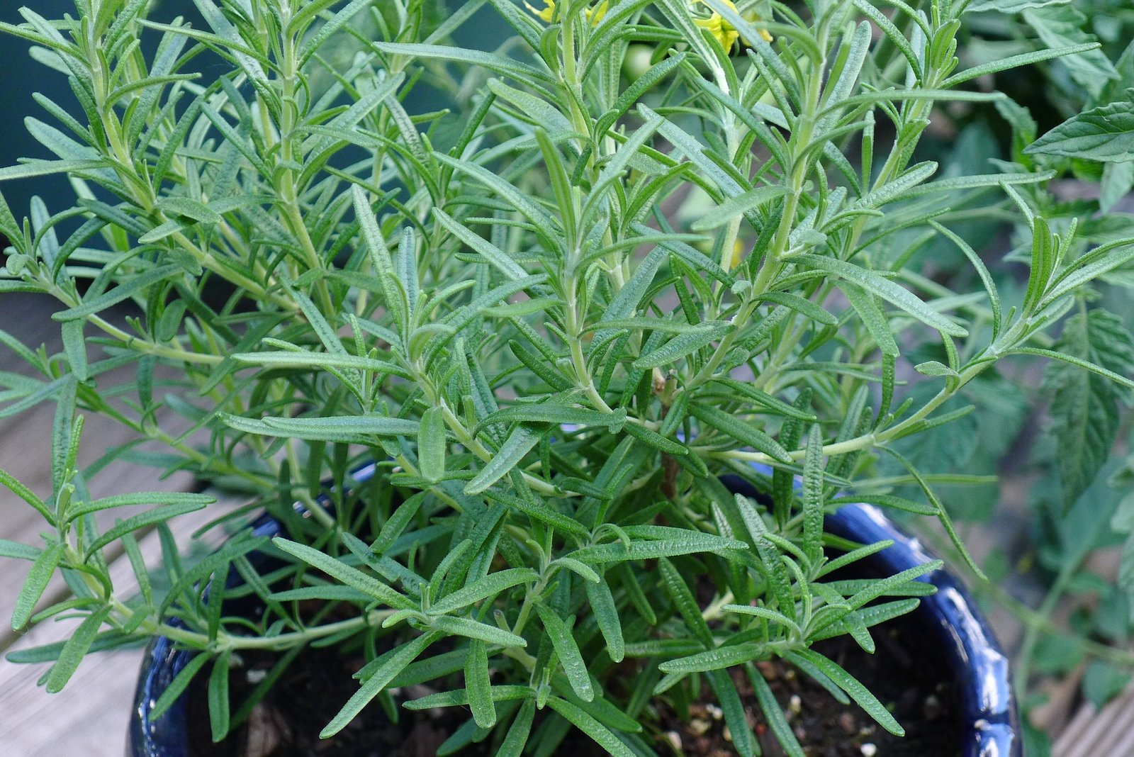 10 Simple Herbal Remedies From Your Garden - Rosemary